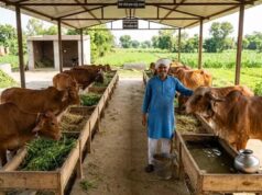 मिनी नंदिनी योजना में बदले नियम, दूसरे राज्यों के व्यापारियों से गाय मंगाने की मिलेगी सुविधा