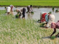 झारखंड में धान खरीद पर बड़ा फैसला जल्द, 50 लाख टन का लक्ष्य घटेगा; बिचौलियों पर सरकार की नजर
