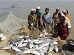 मध्य प्रदेश में ₹7,430 करोड़ का निवेश, 4 जलाशयों में लगेंगे केज; मछली निर्यात पर जोर
