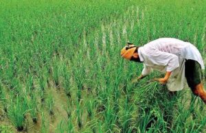 UP Rabi Season: रबी उत्पादन में 30 लाख टन बढ़ोतरी का लक्ष्य, किसानों को मिलेंगे सस्ते बीज-उर्वरक