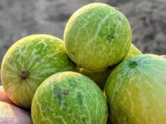 राजस्थान के रेगिस्तान में उगने वाला कड़वा फल बढ़ाएगा किसानों की आय, औषधीय गुणों पर वैज्ञानिकों का फोकस