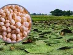 Bihar Makhana: अमेरिका से ऑस्ट्रेलिया तक पहुंचा मिथिला मखाना, 5 साल में उत्पादन दोगुना करने की तैयारी