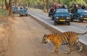 MP के बांधवगढ़ टाइगर रिजर्व में उमड़ी पर्यटकों की भीड़, 8 दिन में 4598 लोगों ने देखा जंगल