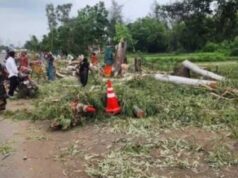 पेड़ कटते रहे, पौधे नहीं लगे: 6911 पेड़ों के मामले में NGT ने पकड़ी भोपाल नगर निगम की लापरवाही