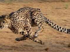 Kuno Cheetah Update: जंगल से बाहर निकलने वाले चीतों की होगी खास निगरानी, 10 साल का लैंडस्केप प्लान तैयार